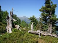 Umgestürzte Zirben am Zirbenweg